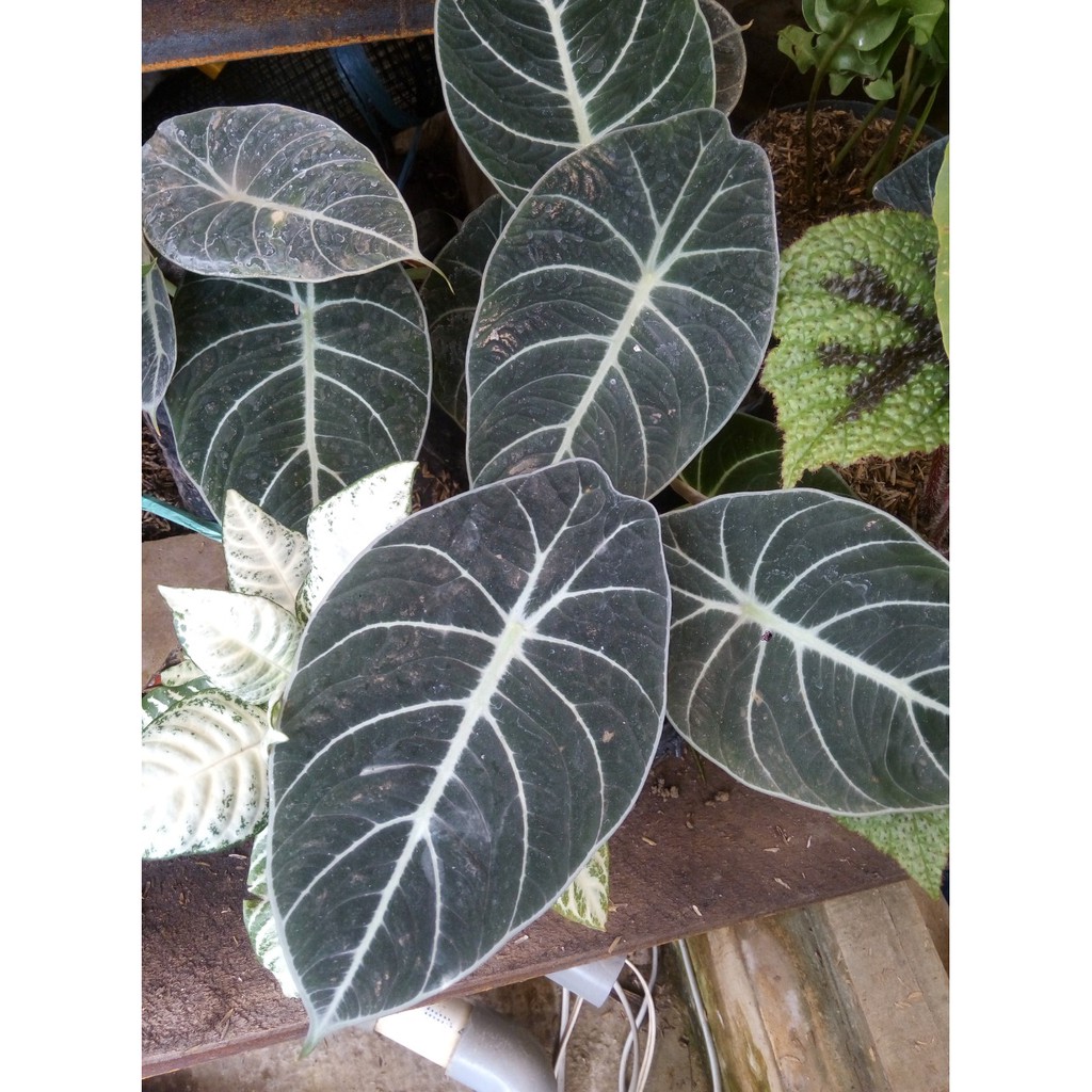 Tanaman Bunga Daun Alocasia Black Velvet Usia Remaja 2 3 Daun Shopee Indonesia