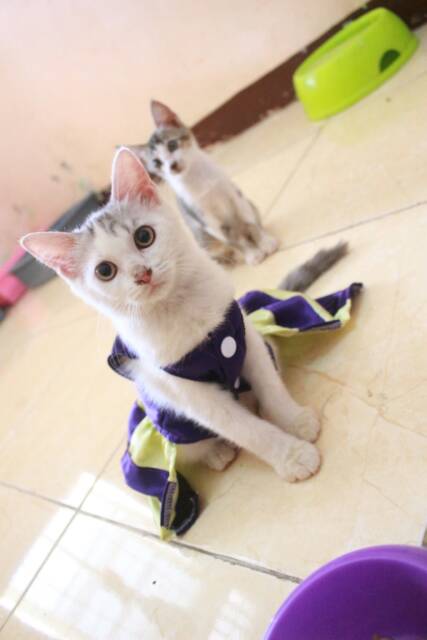 Dress ungu mix krem untuk kucing dan anjing / baju kucing murah terlaris size S-XL