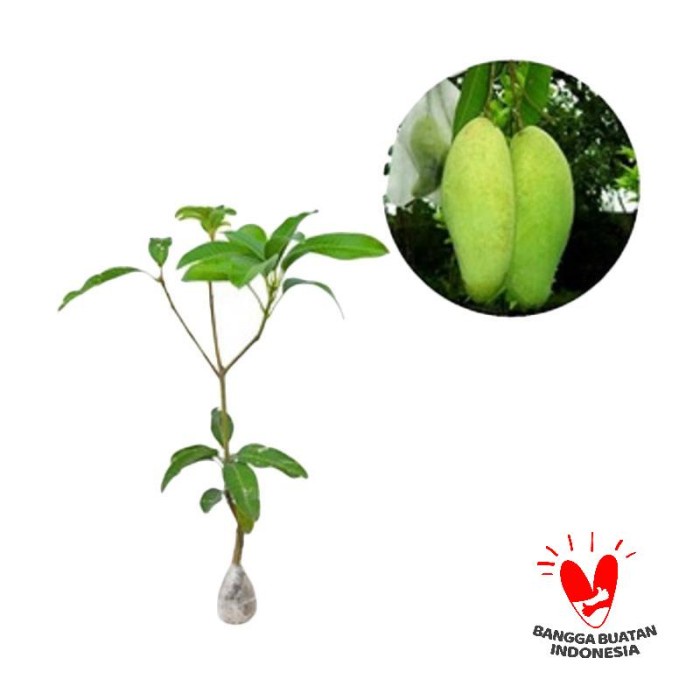 Bibit Tanaman Buah Mangga Golek
