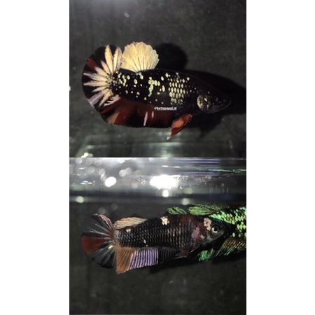 ikan cupang avatar copper nemo wash ( pair / sepasang )