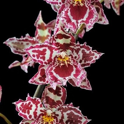 tanaman hias Anggrek Dendrobium white redd carnitaa