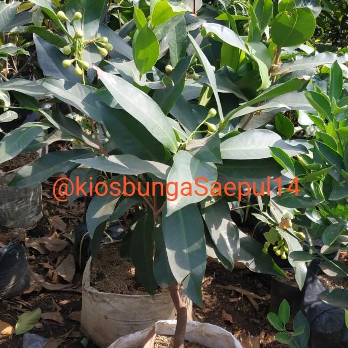 pohon jambu madu deli /bibit jambu madu deli sudah berbuah