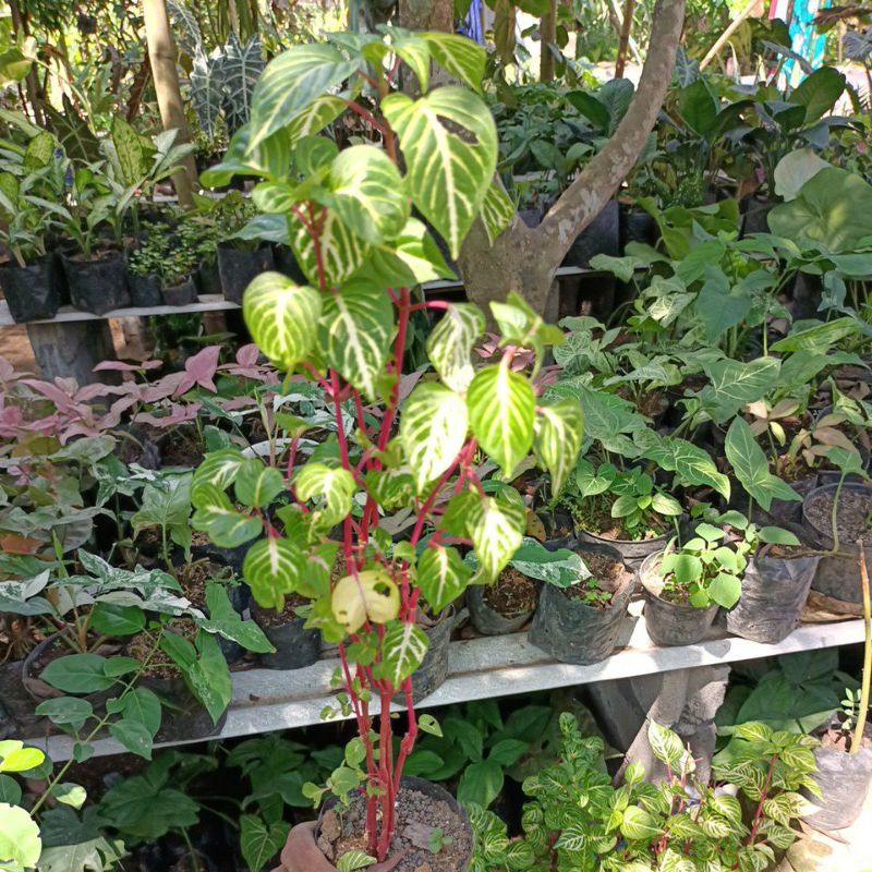 Tanaman hias tangkai merah ...