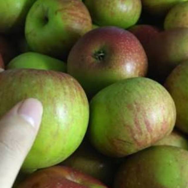 

Apel malang room beauty 1 kg