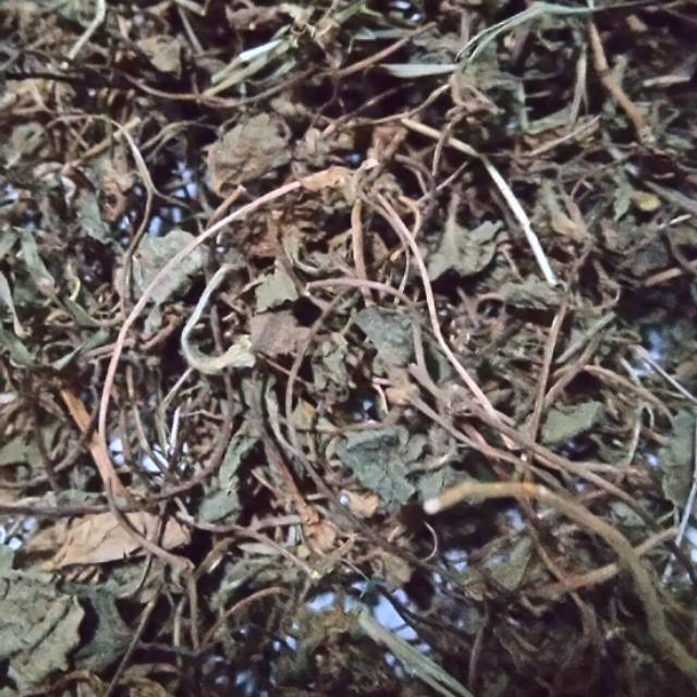 

Pegagan / Antanan Kering Herbal alami