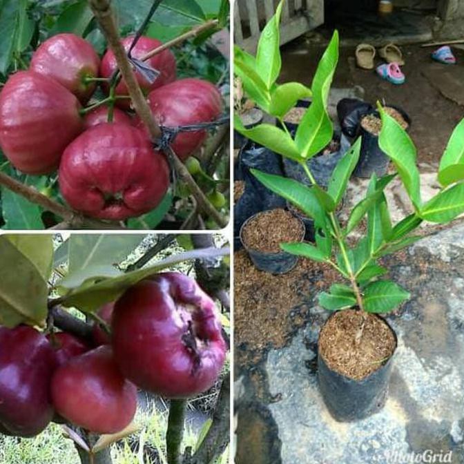 Super Bibit Buah Jambu Air Black Diamond