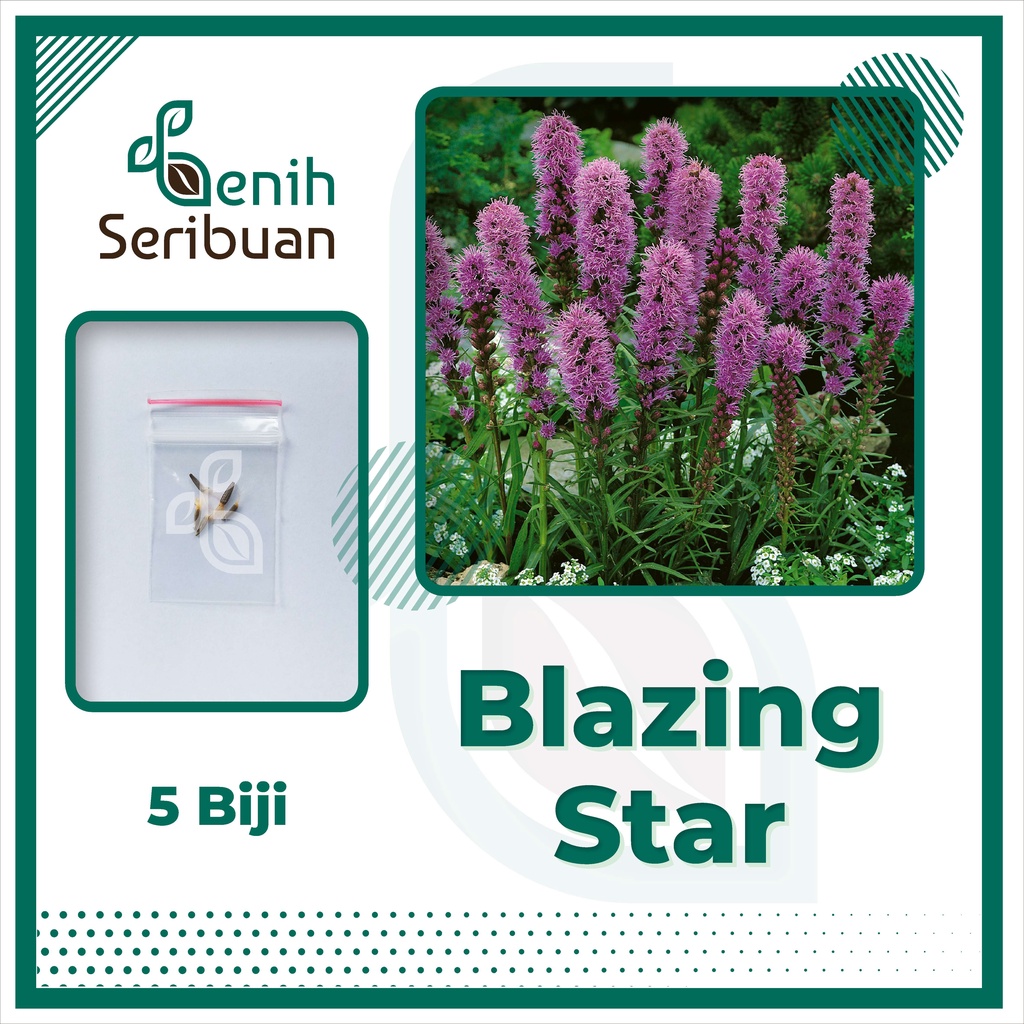 BS-BYL Bibit Bunga Benih Tanaman Bunga Hias Matahari Mawar Aster Vinca Krisan Telang Sunflower Krokot Lavender Marigold Zinnia-BLAZING STAR