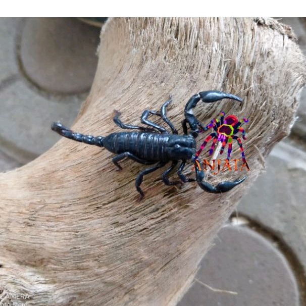 Paket 2 Heads Heterometrus Cyaneus || Asian Forest Scorpion