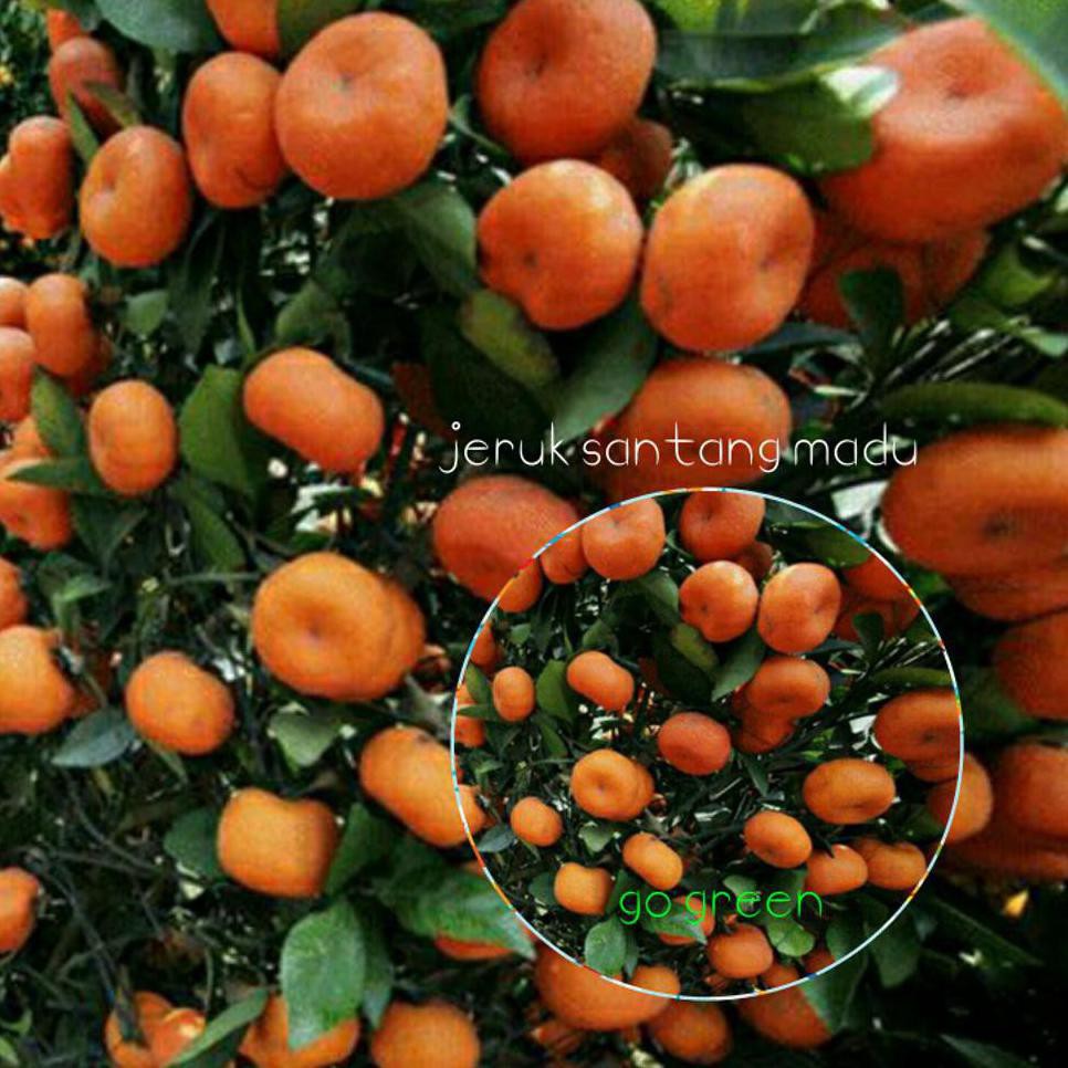 Kw Import Kw Import Bibit Buah Jeruk Santang Madu -- Tinggi 40 - 60Cm Terbaik Bkk