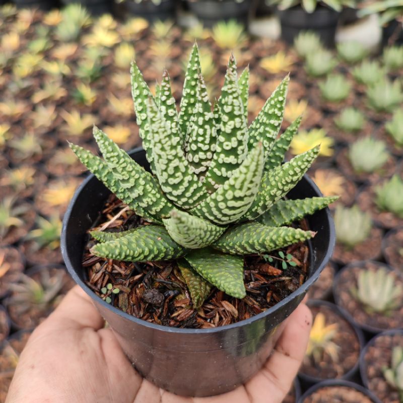 Haworthia Circle | DP 10cm