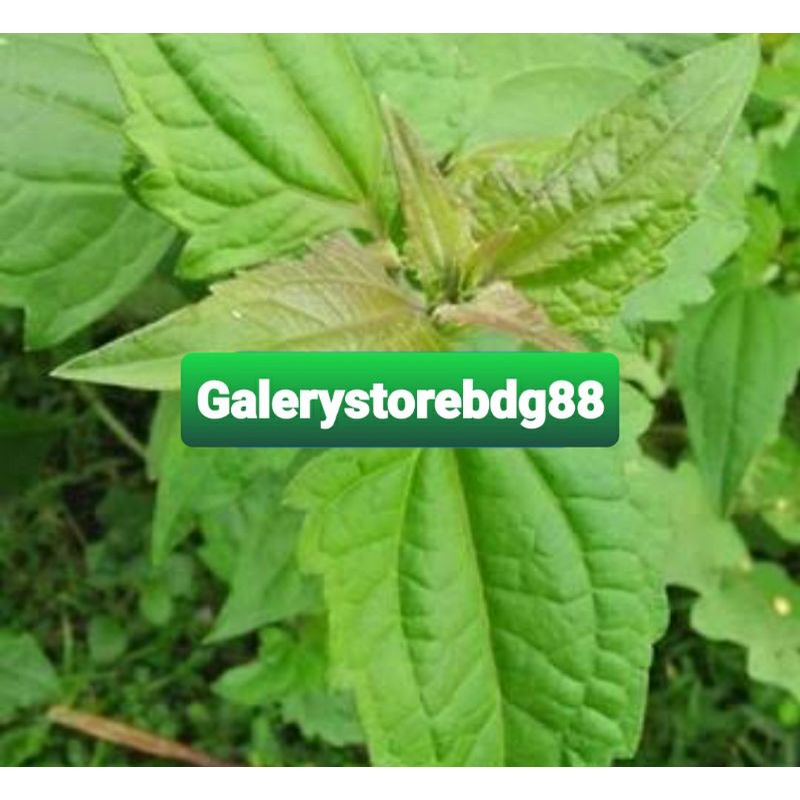 

Daun kirinyuh daun kopasanda segar 1 kg petik langsung-az