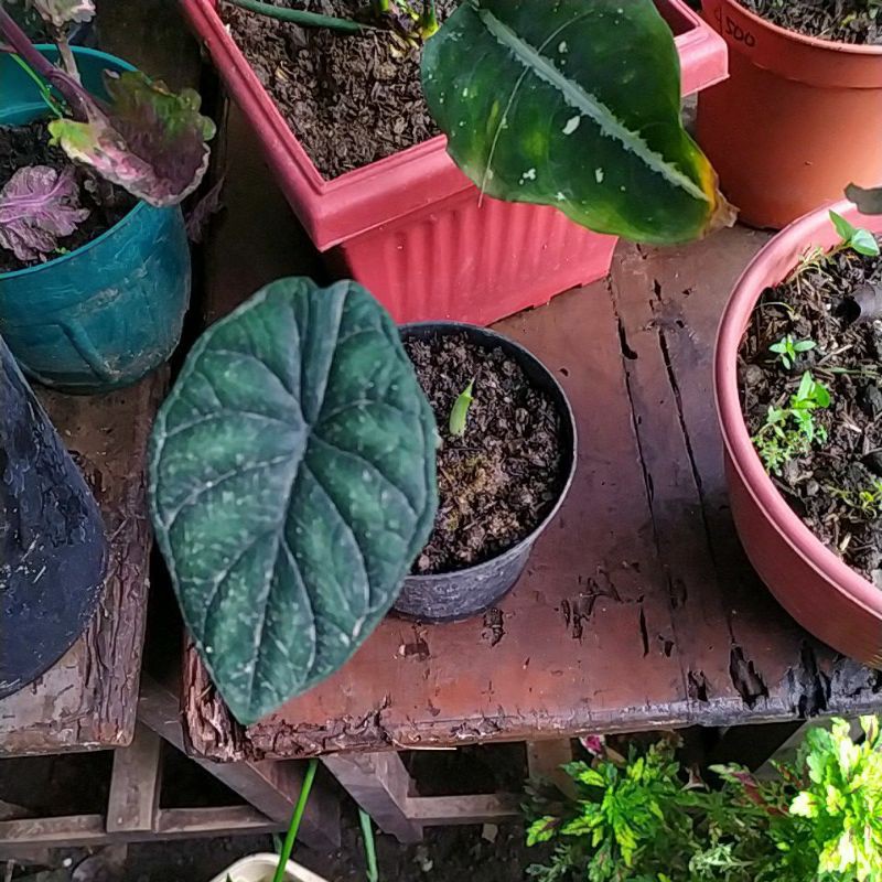 alocasia dragon scale/keladi tengkorak