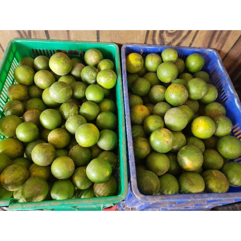 

Korzaln Jeruk Baby / Jeruk Iris Manis Asli Malang Dau