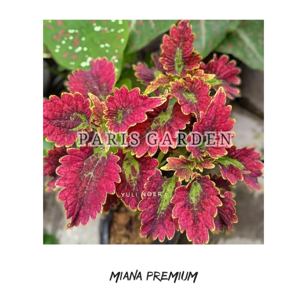 MIANA PREMIUM - TANAMAN HIAS MIANA PREMIUM - MIYANA