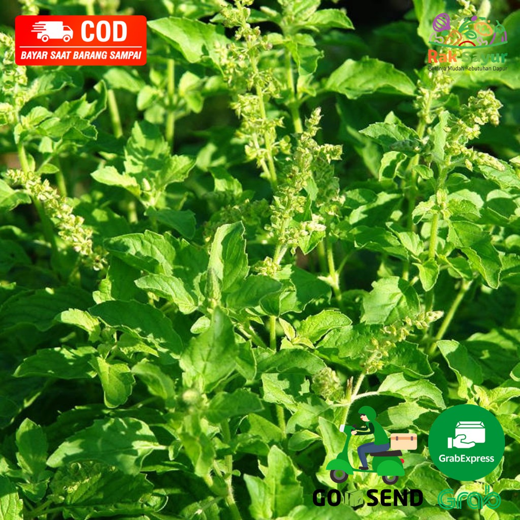 

Daun Ruku Ruku Fresh Per Ikat Bumbu Dapur Segar Rak Sayur Padang