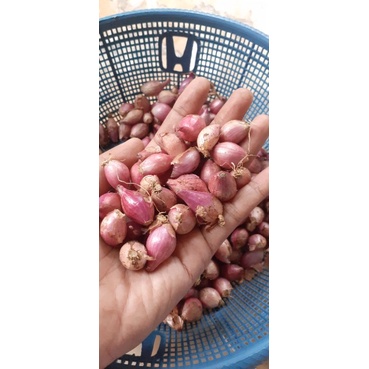 

BAWANG MERAH KECIL 1KG BAWANG MERAH MURAH