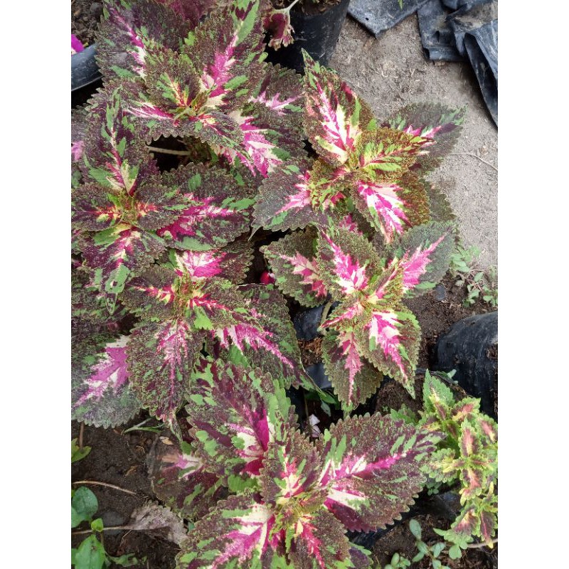 miana premium Batik Betawi