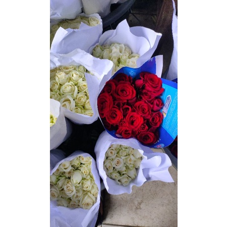 rose /mawar Bandung (semi Holland)