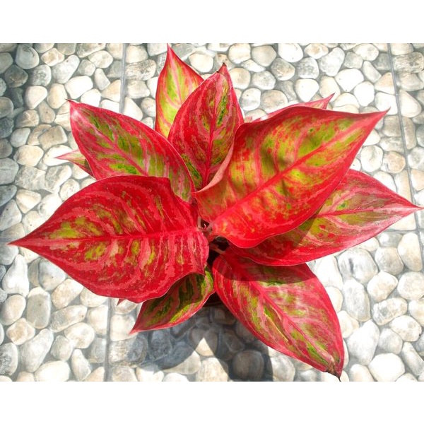 Aglonema Red Emerald Dragon