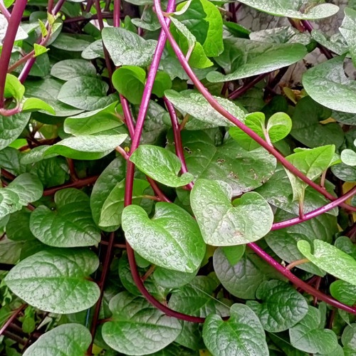 

DAUN BINAHONG MERAH SEGAR/BINAHONG MERAH DI PETIK BILA ADA PEMBELIAN