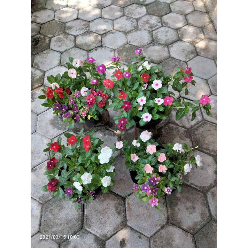 Vinca Import Bibit Bunga Hidup Tanaman Hias