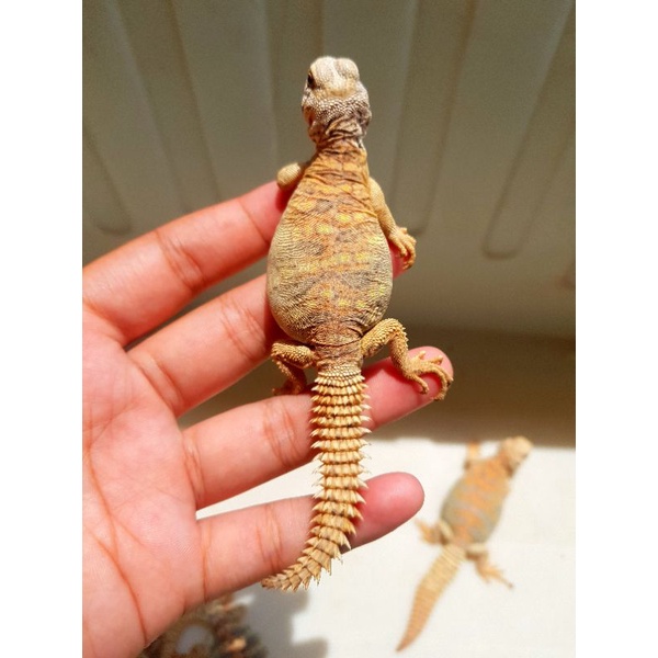 Uromastyx Ornata