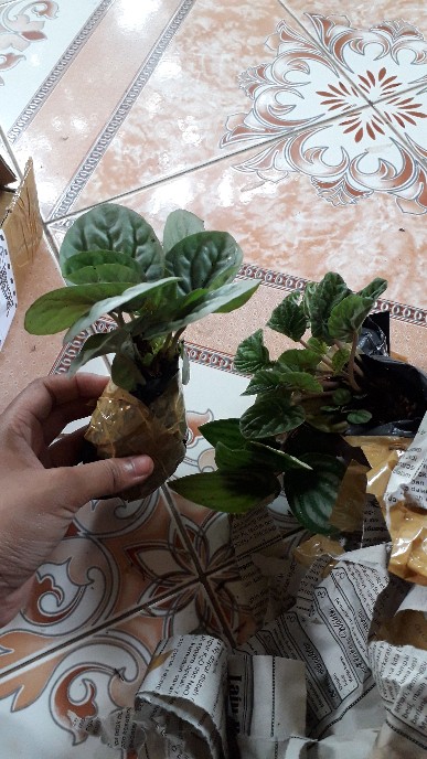 Tanaman Hias Paperomia Caperata Hijau