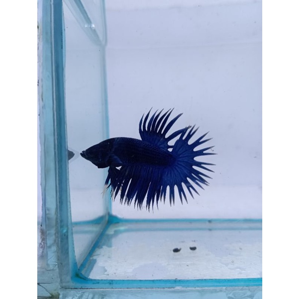Cupang crowntail royal blue black head