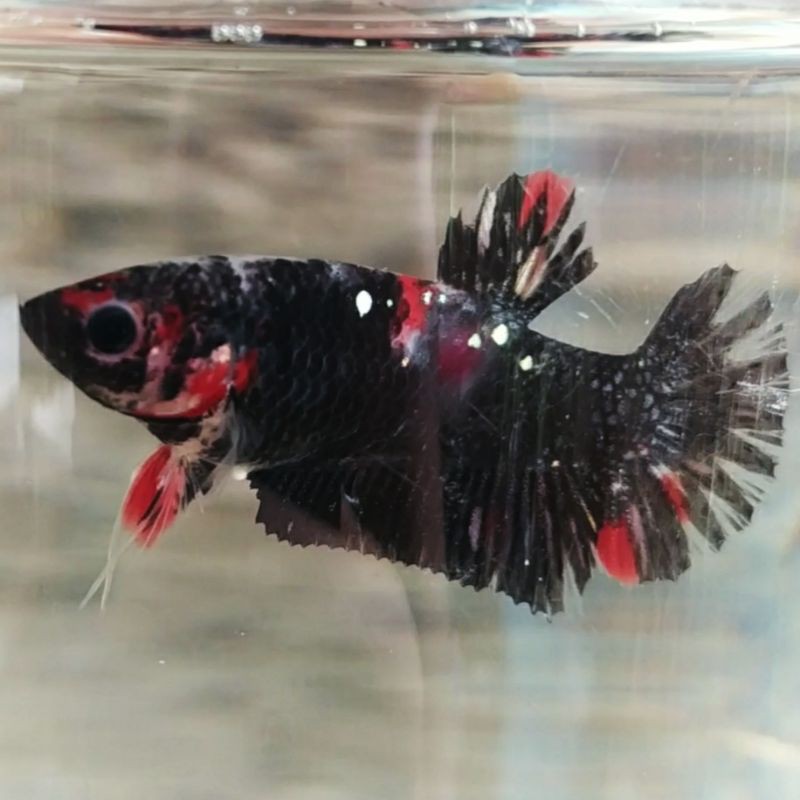 Avatar Red Gold Cooper Female