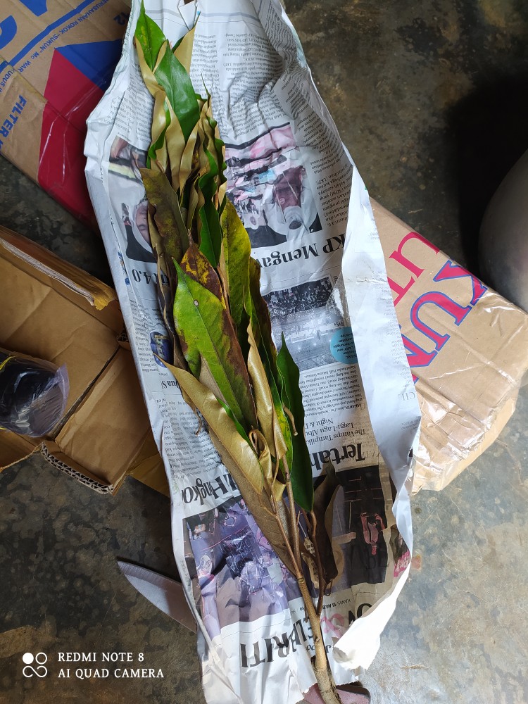 Bibit Tanaman Buah Durian Montong