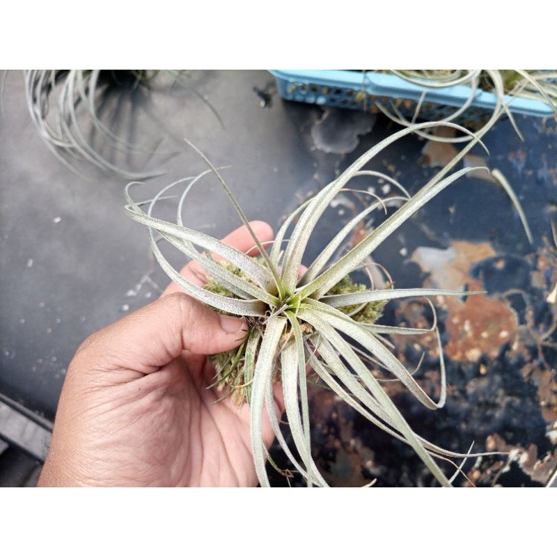 Tillandsia Utriculata Besar
