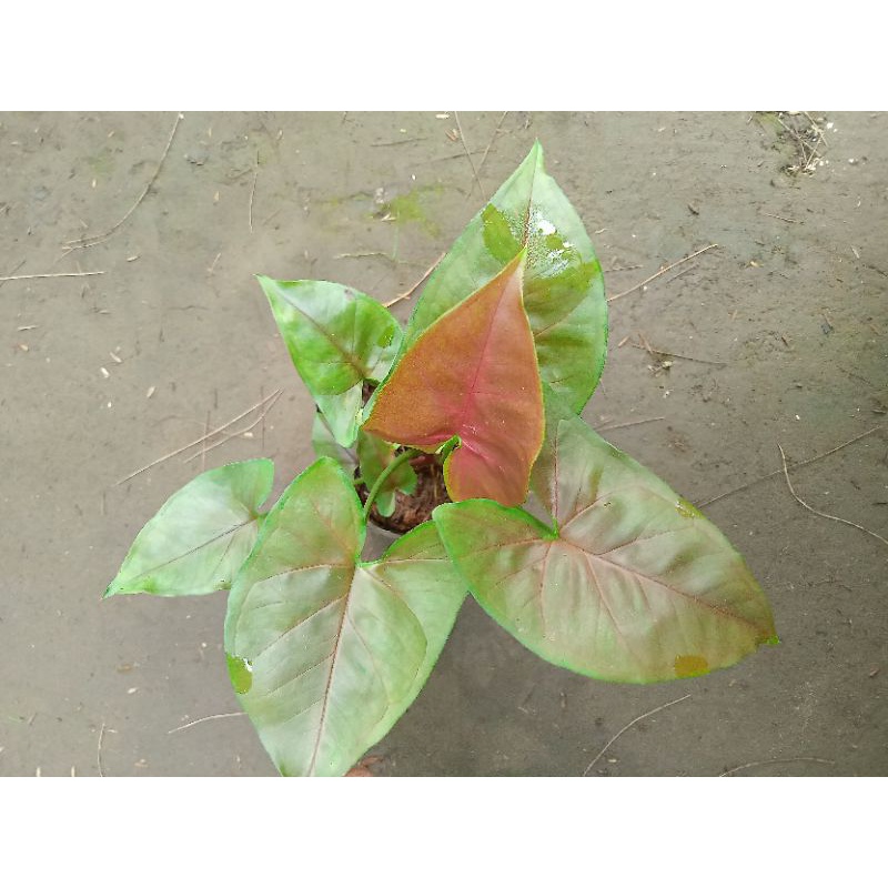 Tanaman Hias Syngonium Maria Alussion