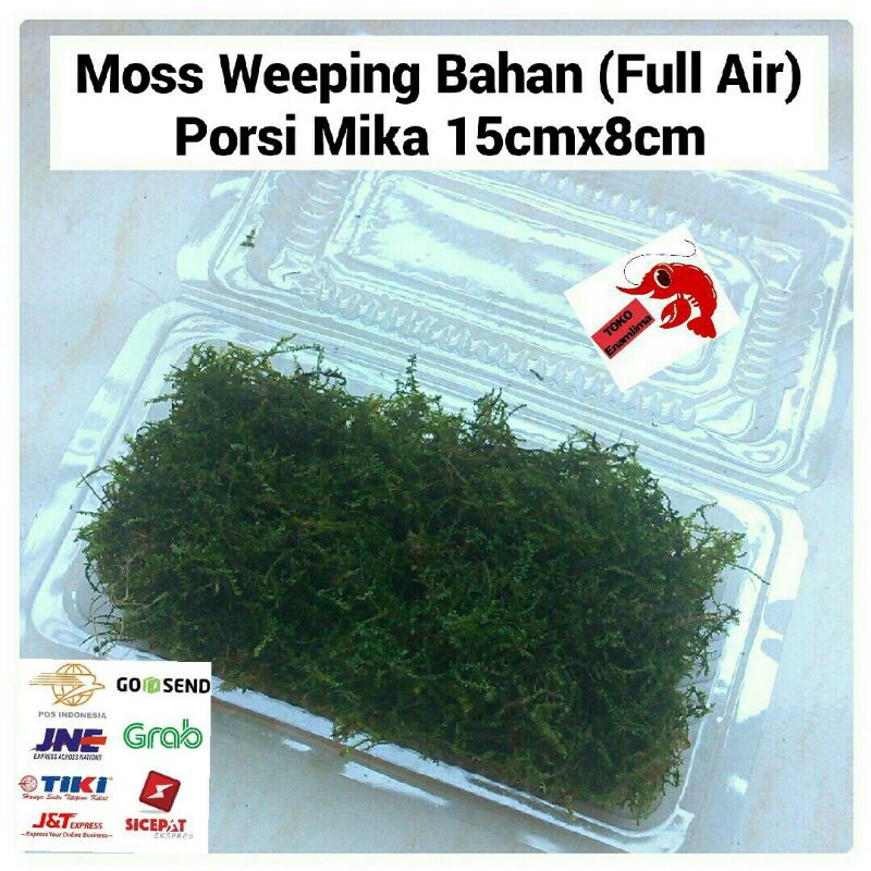 Tanaman air Aquascape Moss Java Weeping