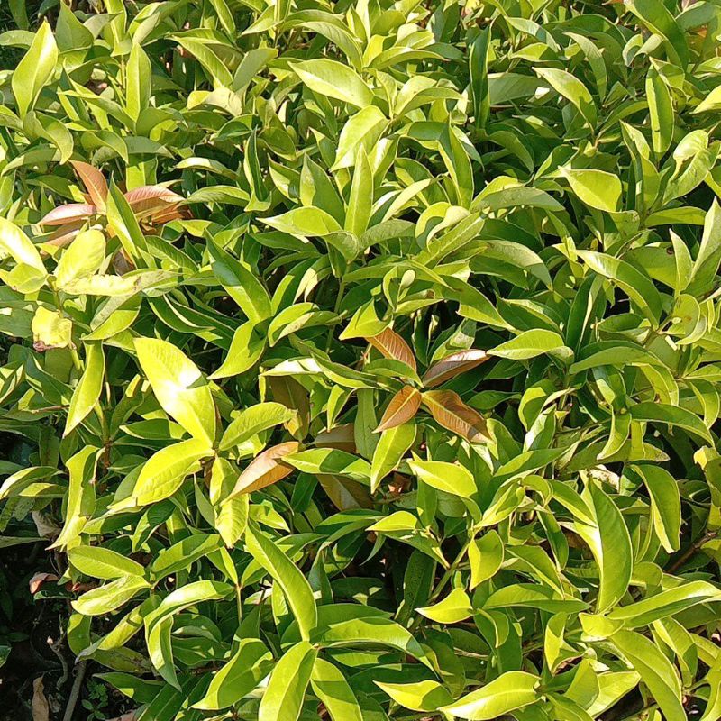 Bibit jambu jamaika okulasi siap berbuah