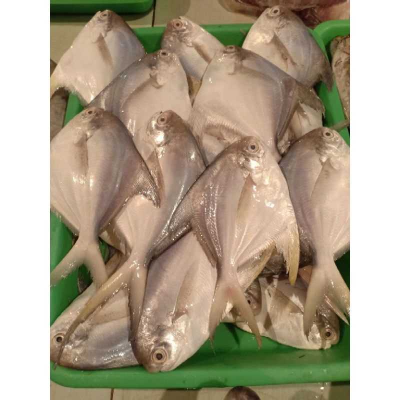 

500 gram ikan bawal laut segar fresh sudah bersih
