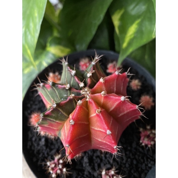 Indukan Kaktus Gymno Miha / Milo / Starfire L26 d 8cm