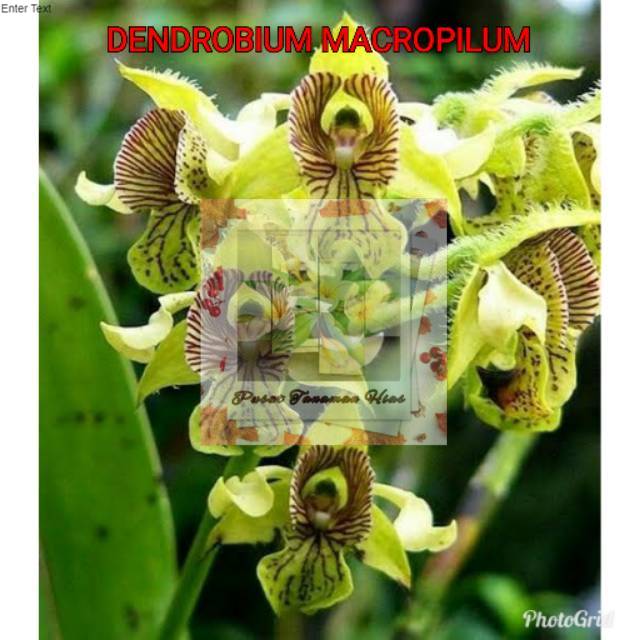 anggrek dendrobium macrophyllum sp jawa