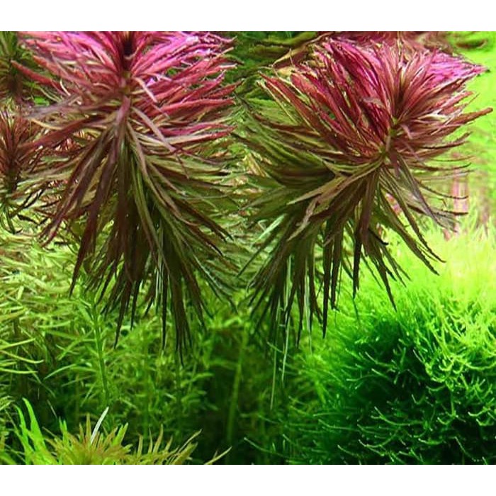 Tanaman Aquascape Aromatica Kelapaan