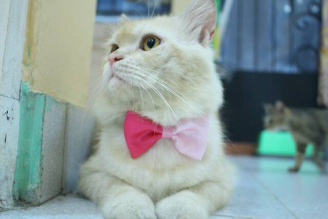 Half bowtie / dasi kucing / dasi kupu-kupu / baju kucing