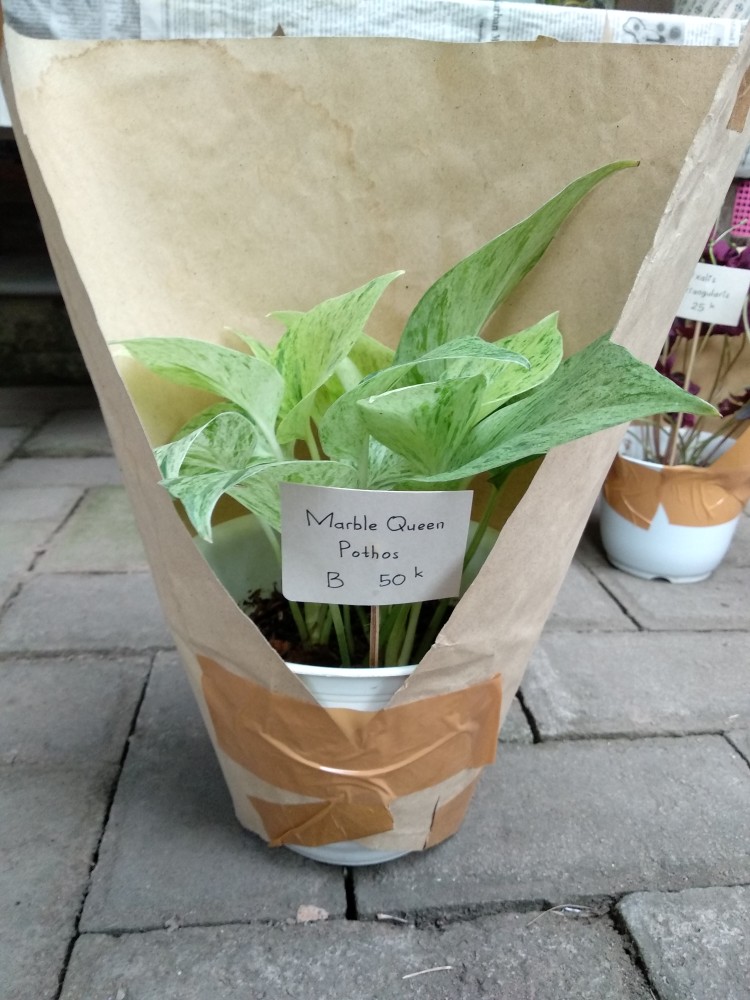 Botol Pet 250 Ml + Tutup Trigger Sprayer