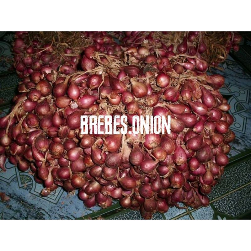 Bibit bawang merah asli Brebes 5 kg