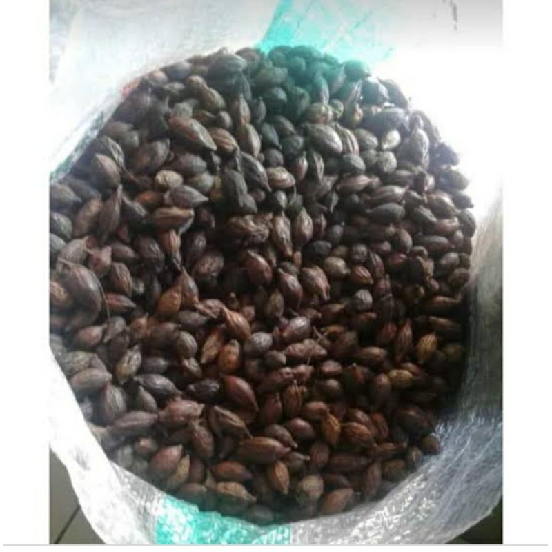 

buah ketapang kering per 1 kg