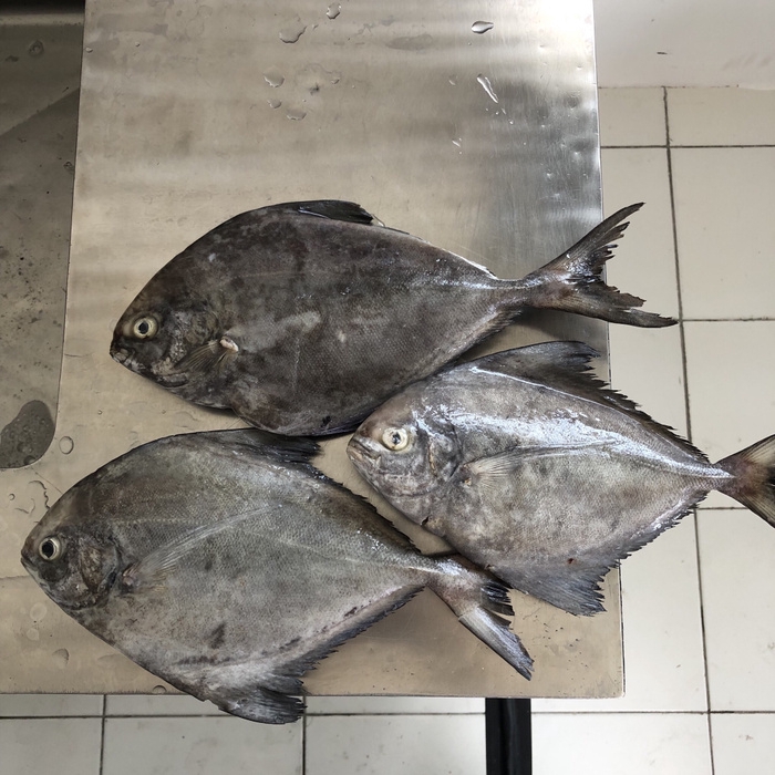 

Bawal Air Laut / 1 Kg