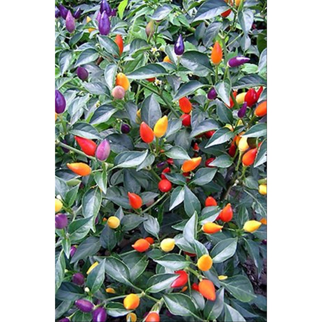 10 Biji Cabe Bolivian Rainbow