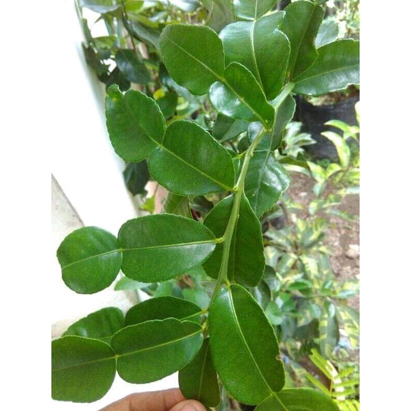 

daun jeruk purut 30 lembar