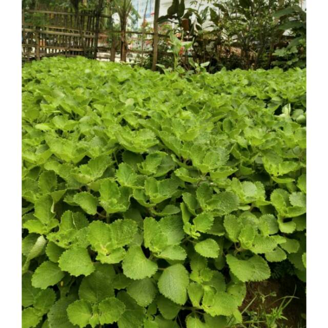 

Daun torbangun 250gr