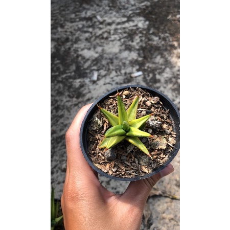 sansevieria fancisii Varigata
