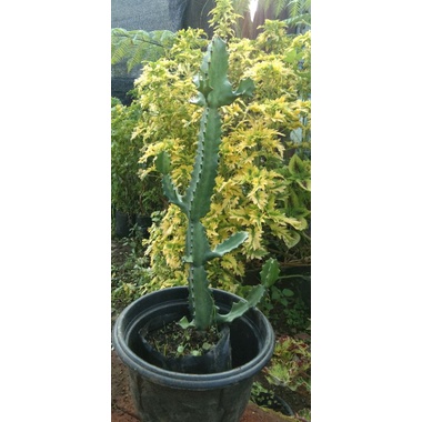 euphorbia ingens
