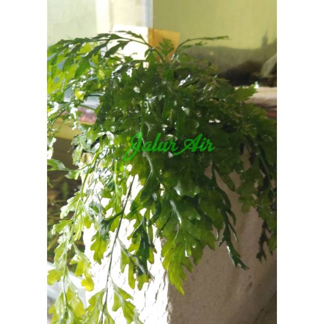 Bolbitis tanaman aquascape