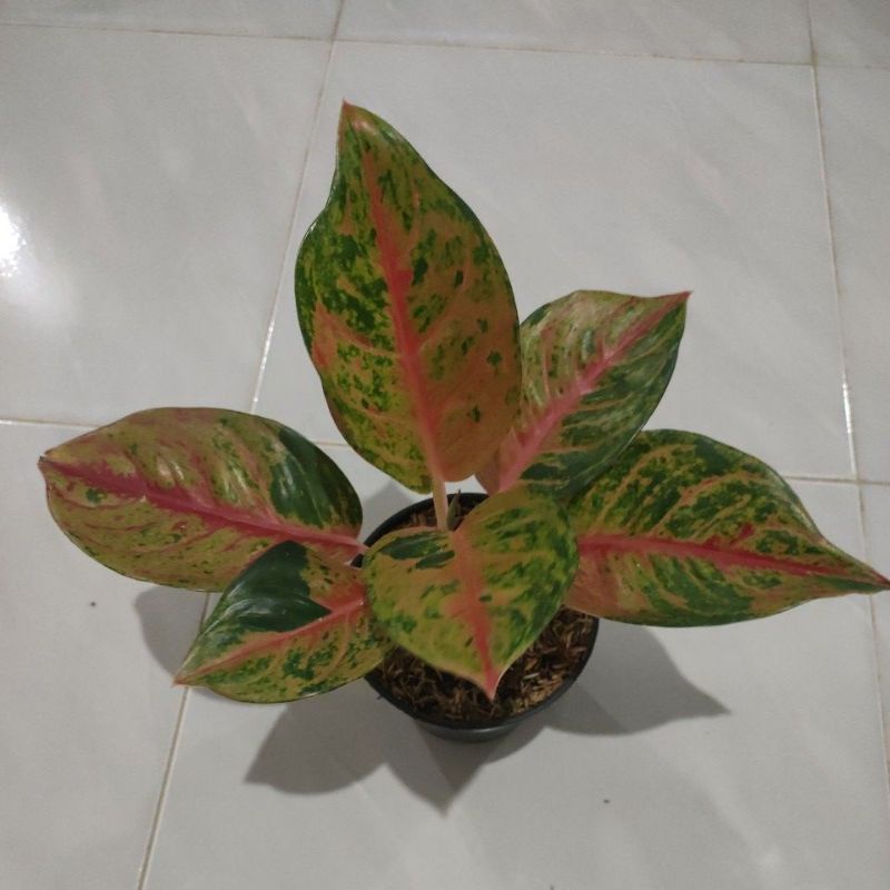 Bunga aglonema Mahameru